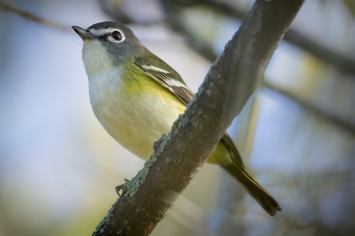 Vireo Solitario - ML618666508