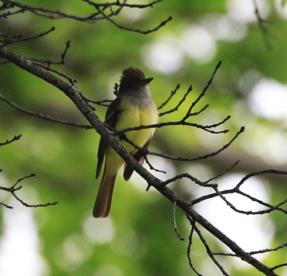 Great Crested Flycatcher - ML618666517