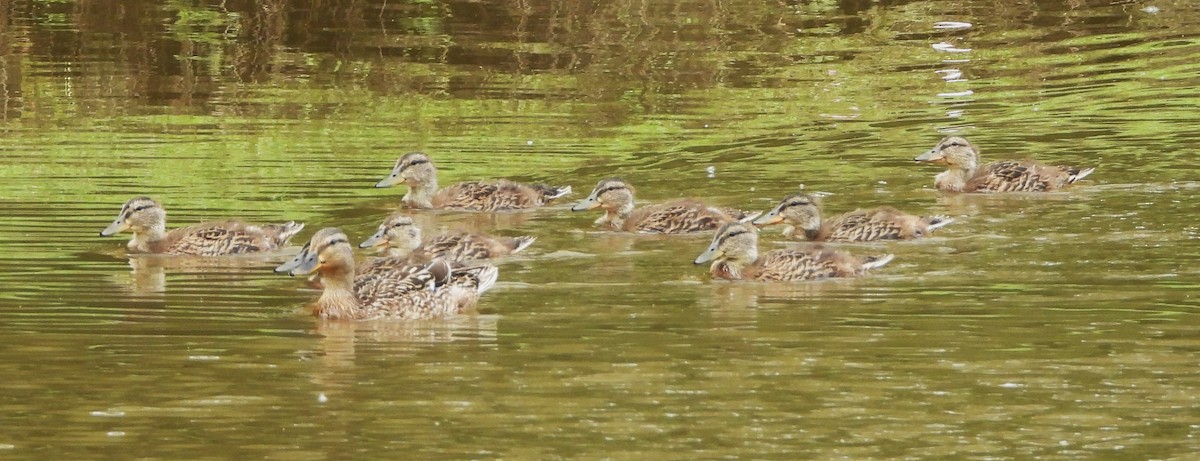 Mallard - Shiela Shallcross