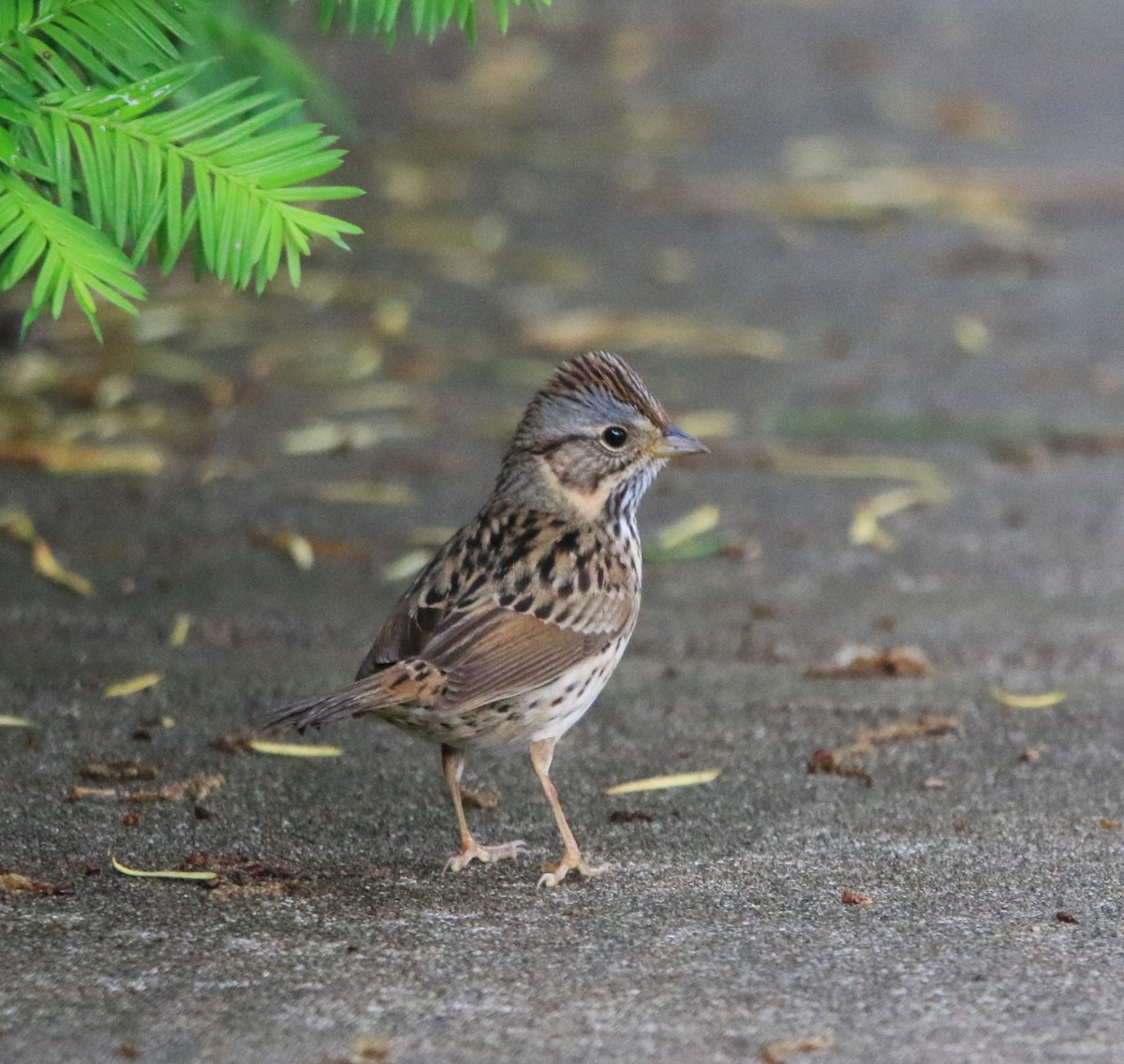 Lincoln's Sparrow - ML618666525