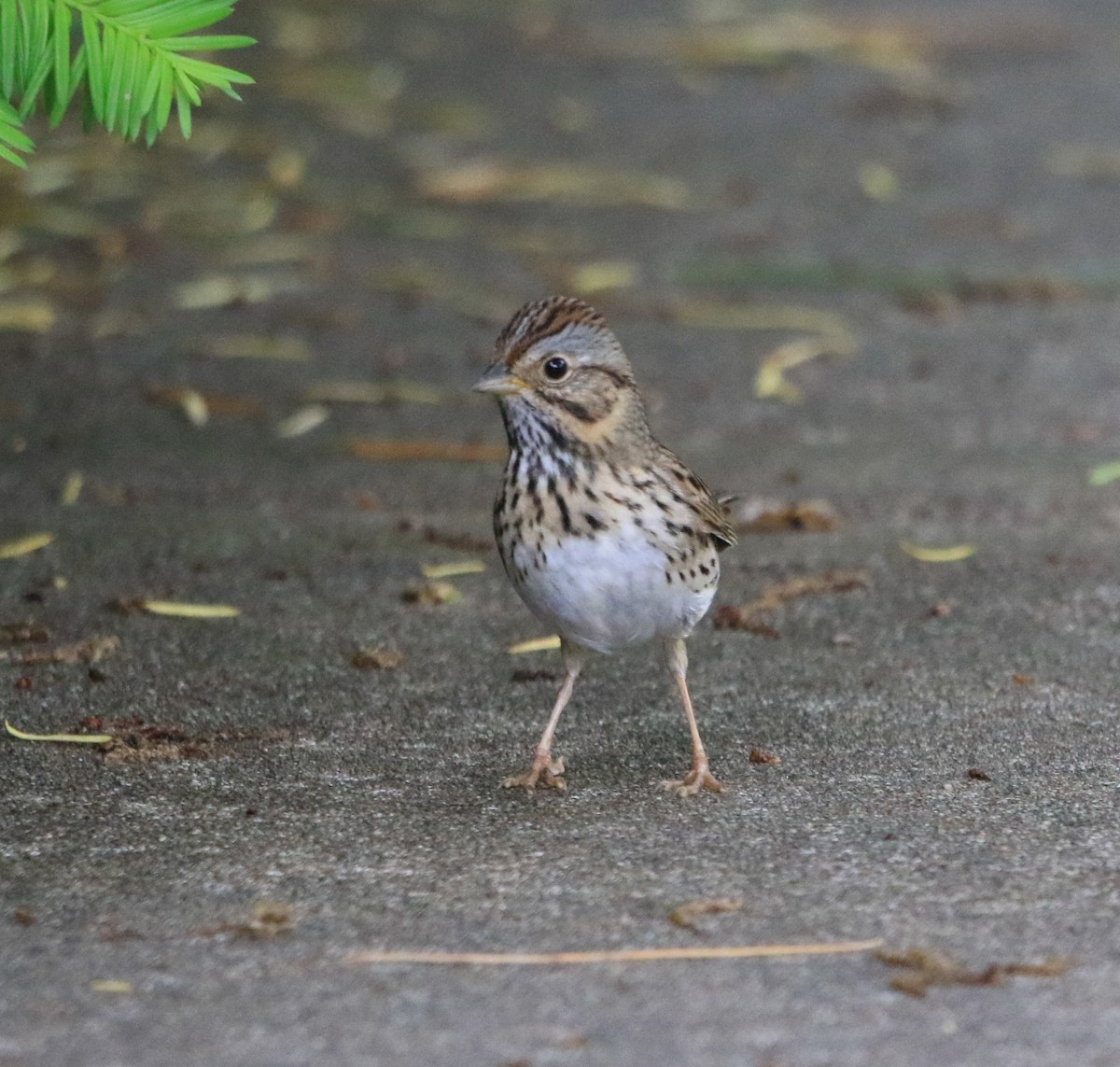 Lincoln's Sparrow - ML618666526