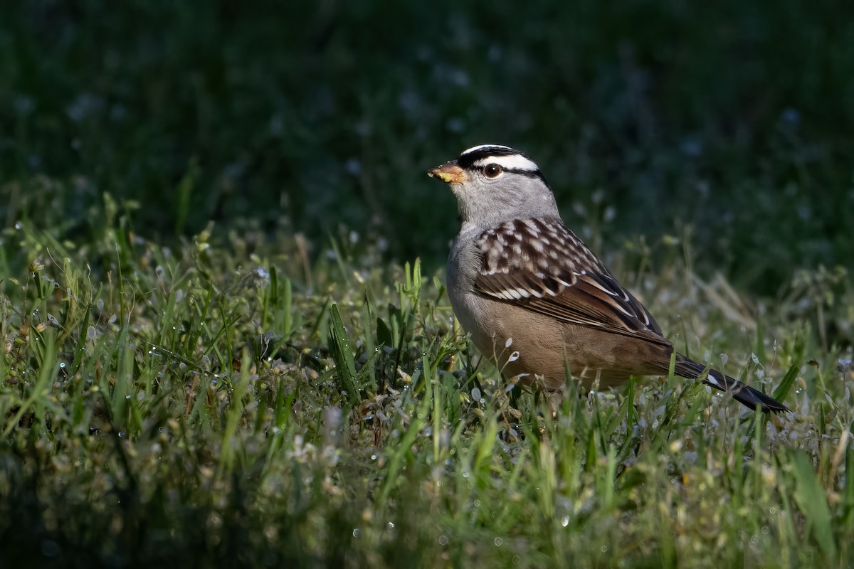 White-crowned Sparrow - ML618666543