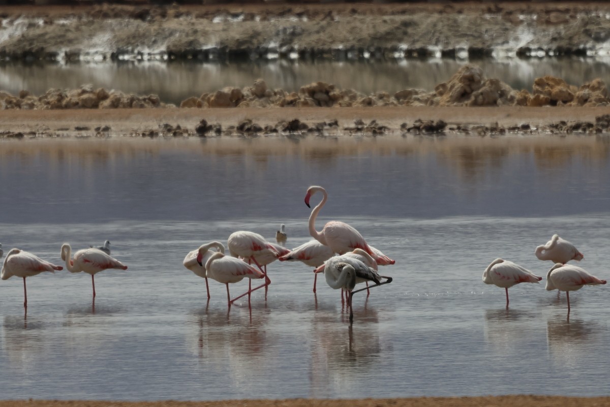 Greater Flamingo - ML618666580