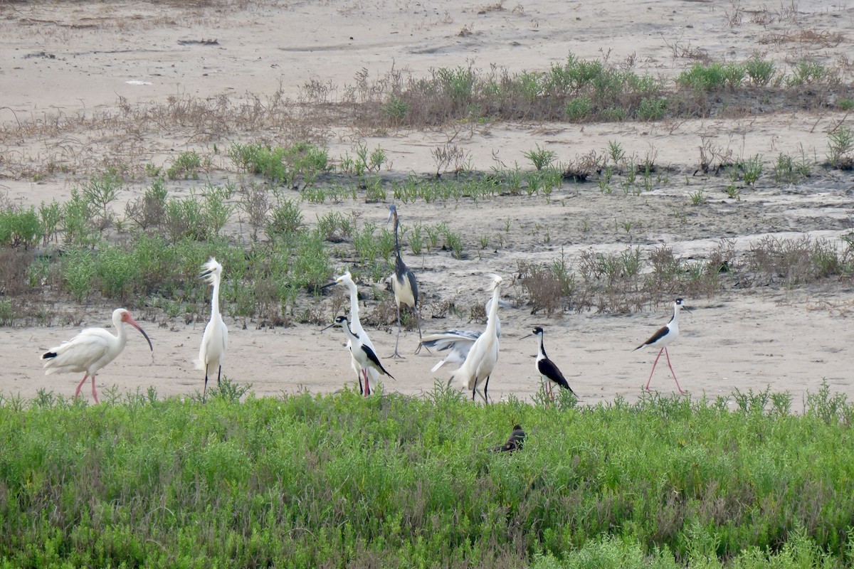 Snowy Egret - ML618666622