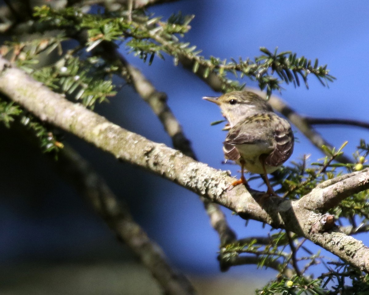 Blackpoll Warbler - Linda Scrima