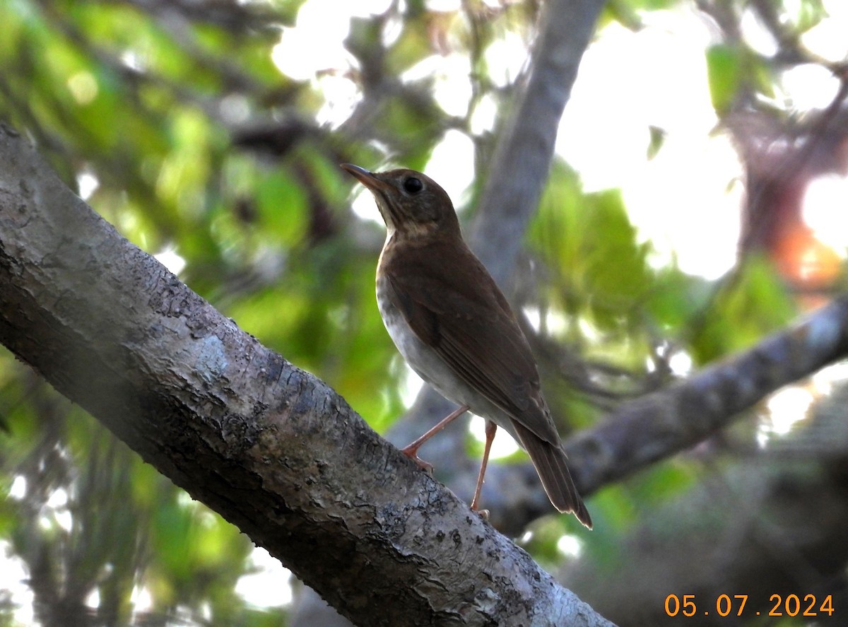 Gray-cheeked Thrush - ML618666663