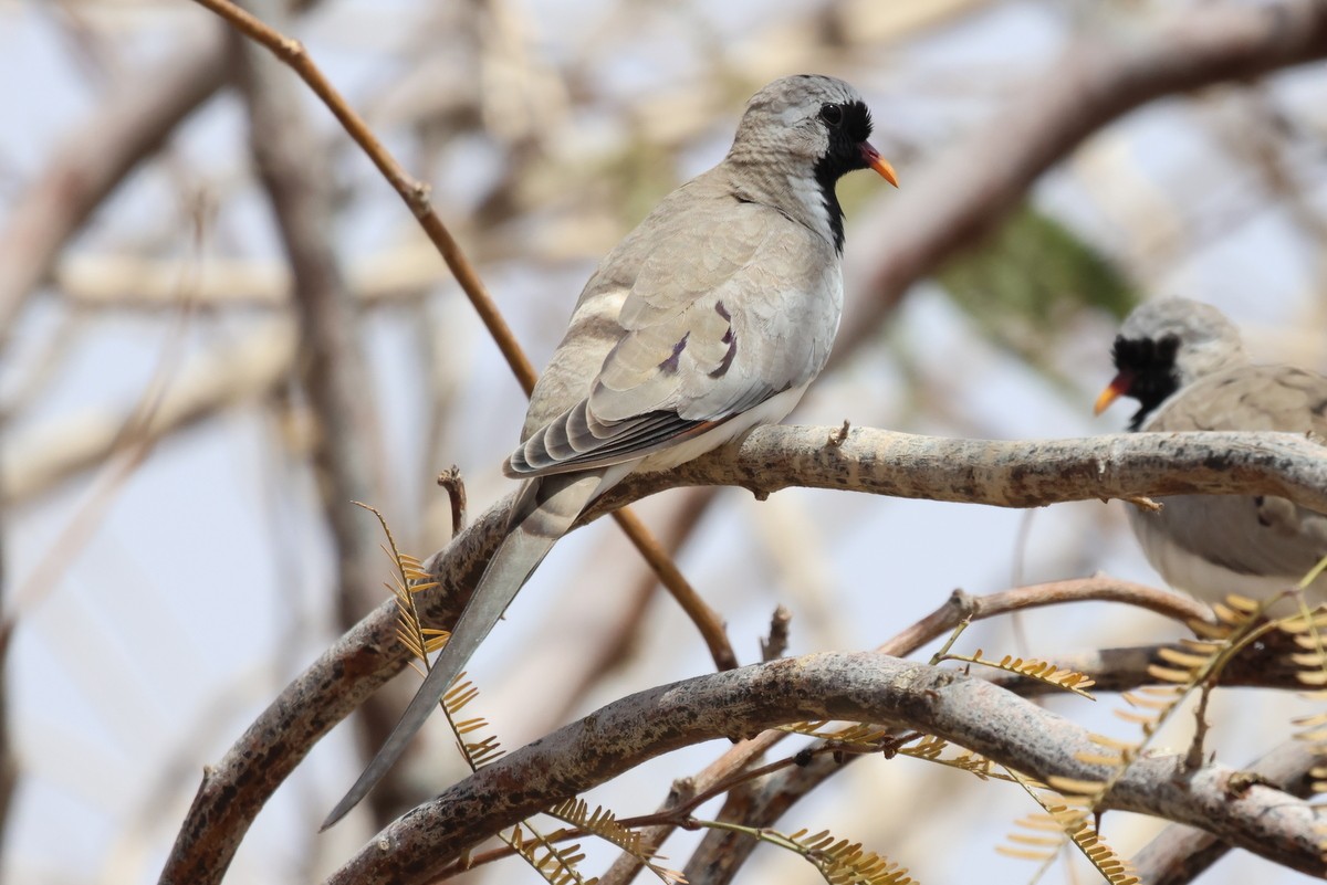 Namaqua Dove - ML618666688