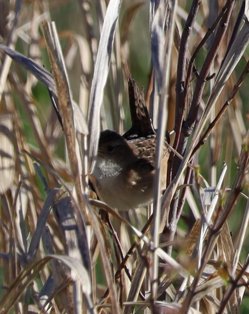 Sedge Wren - Randal Newton