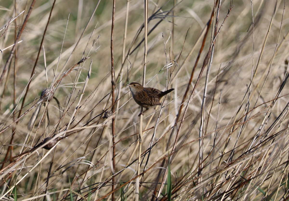 Sedge Wren - Randal Newton