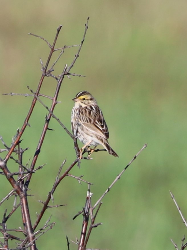 Savannah Sparrow - Randal Newton