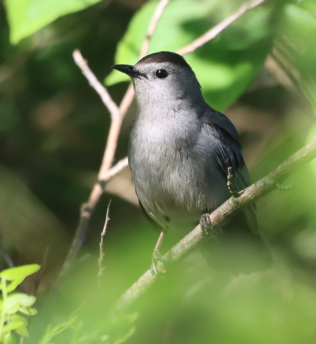 Pájaro Gato Gris - ML618666806