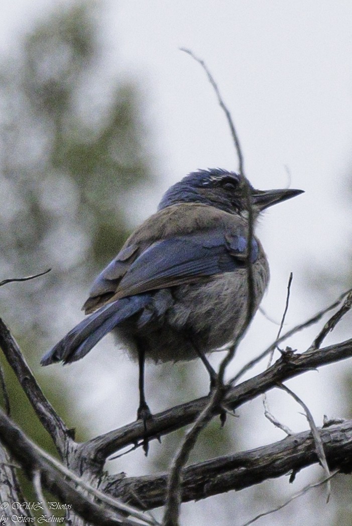 Woodhouse's Scrub-Jay - Steve Zehner