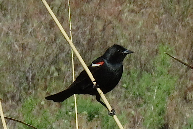 Tricolored Blackbird - Sheila McCartan