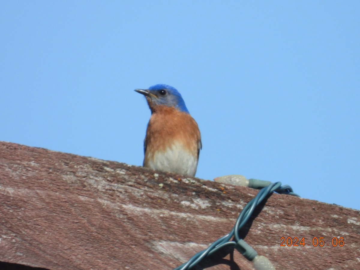 Eastern Bluebird - ML618666949