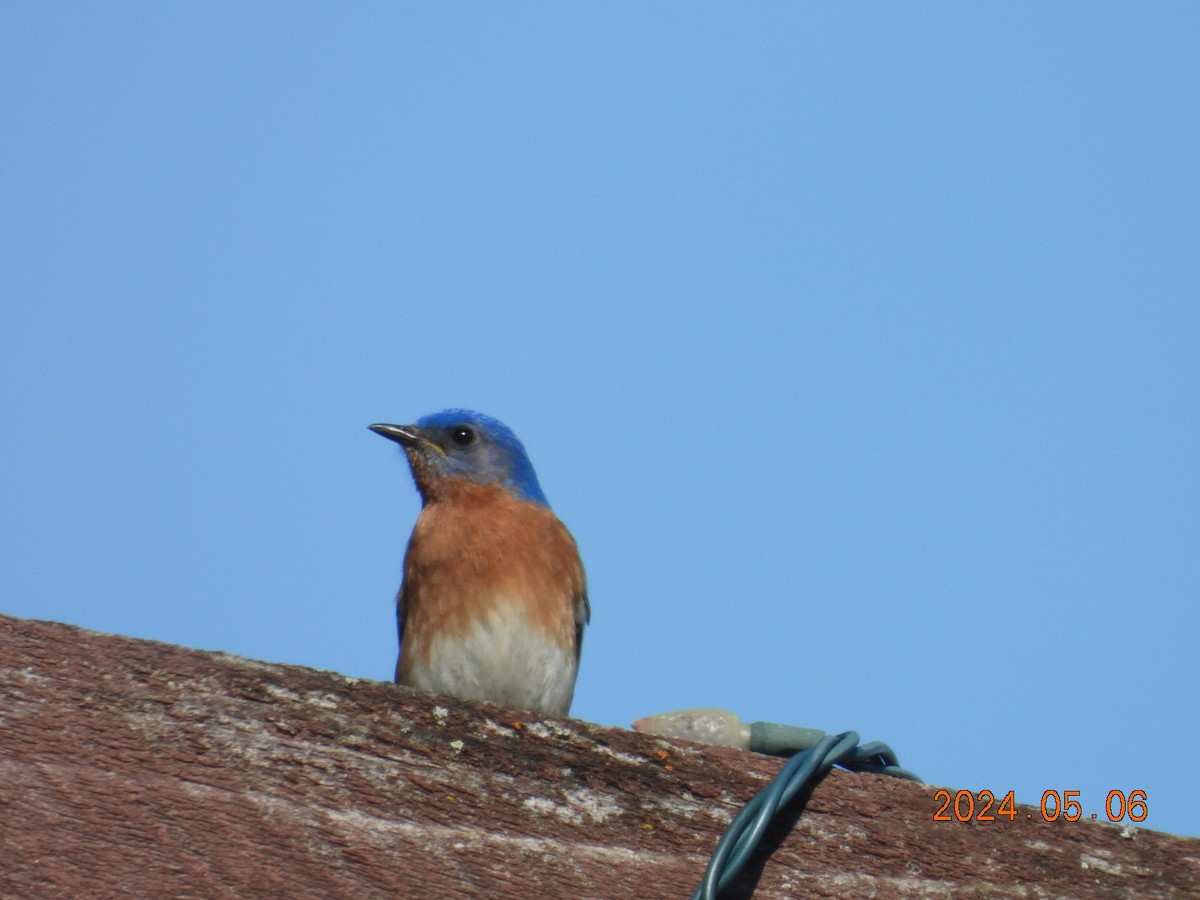 Eastern Bluebird - ML618666950