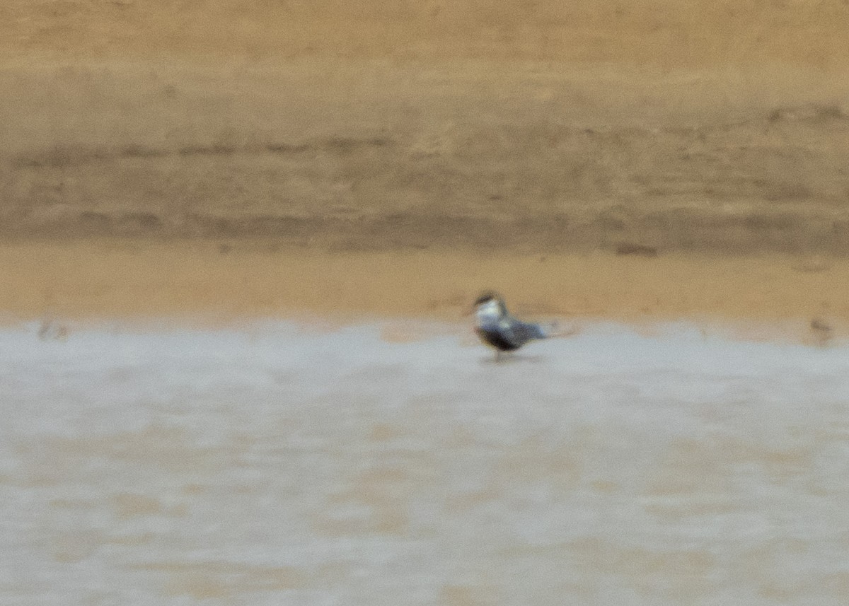 Whiskered Tern - Shahrzad Fattahi