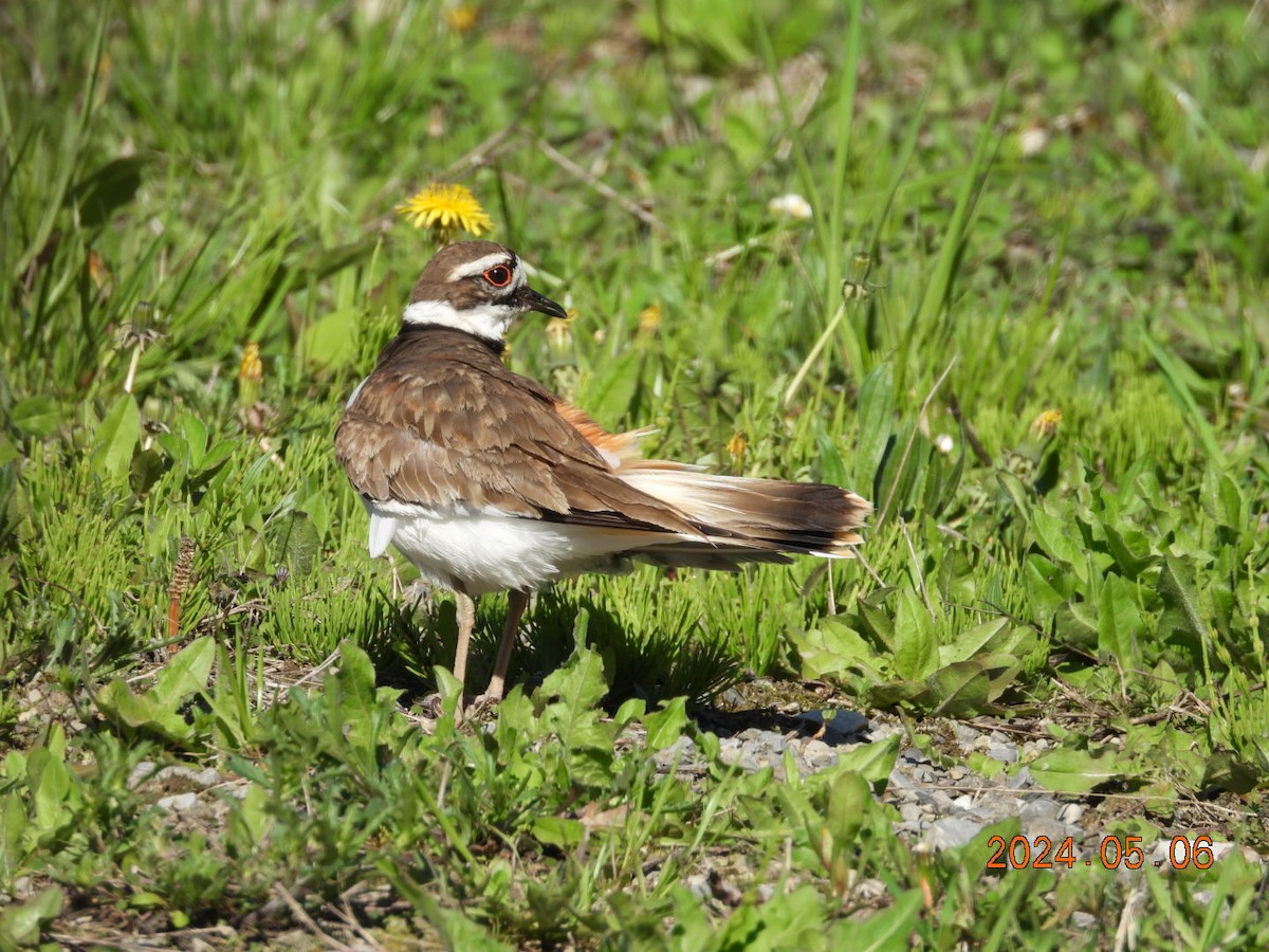 Killdeer - Lyne Pelletier