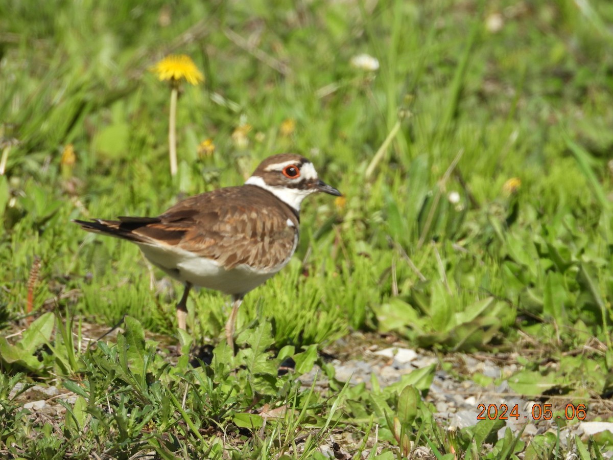 Killdeer - ML618666977