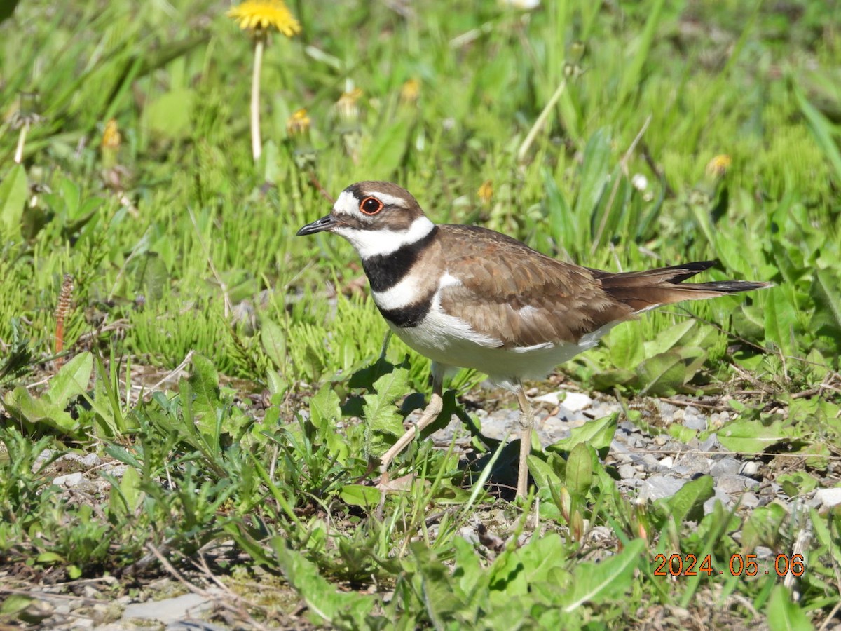 Killdeer - ML618666978