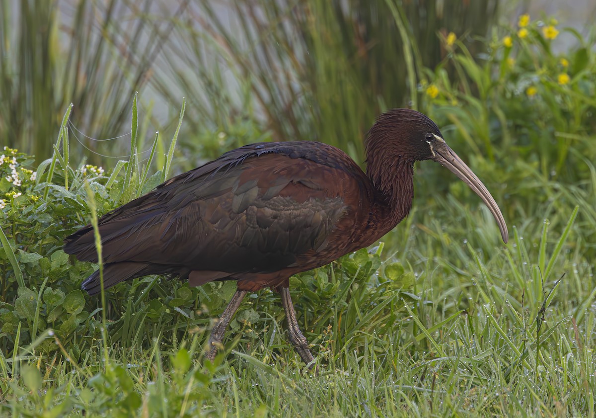 ibis hnědý - ML618666980