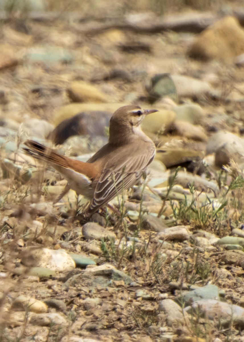 Rufous-tailed Scrub-Robin - ML618666990