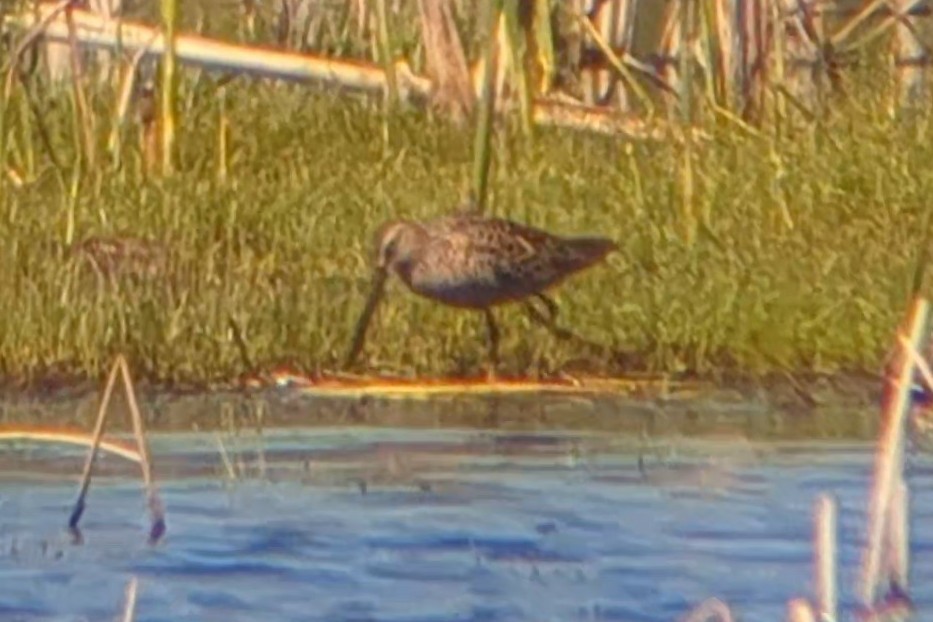 Long-billed Dowitcher - ML618667040