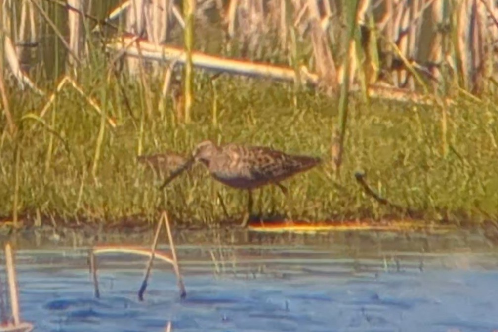 Long-billed Dowitcher - ML618667041