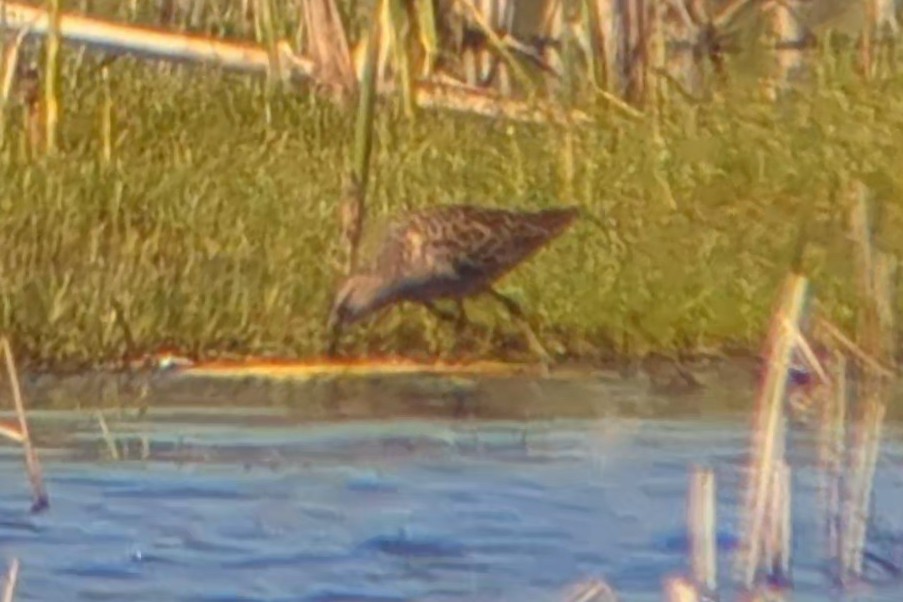 Long-billed Dowitcher - ML618667042