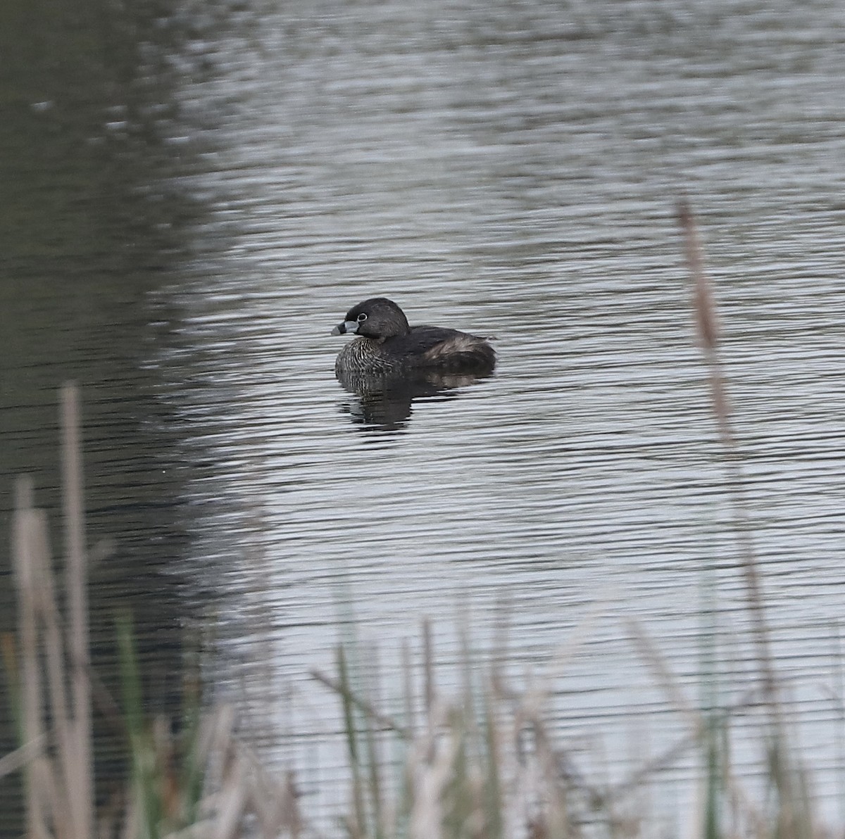 Pied-billed Grebe - Marco Bouchard