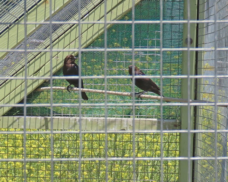 Brown-headed Cowbird - ML618667112