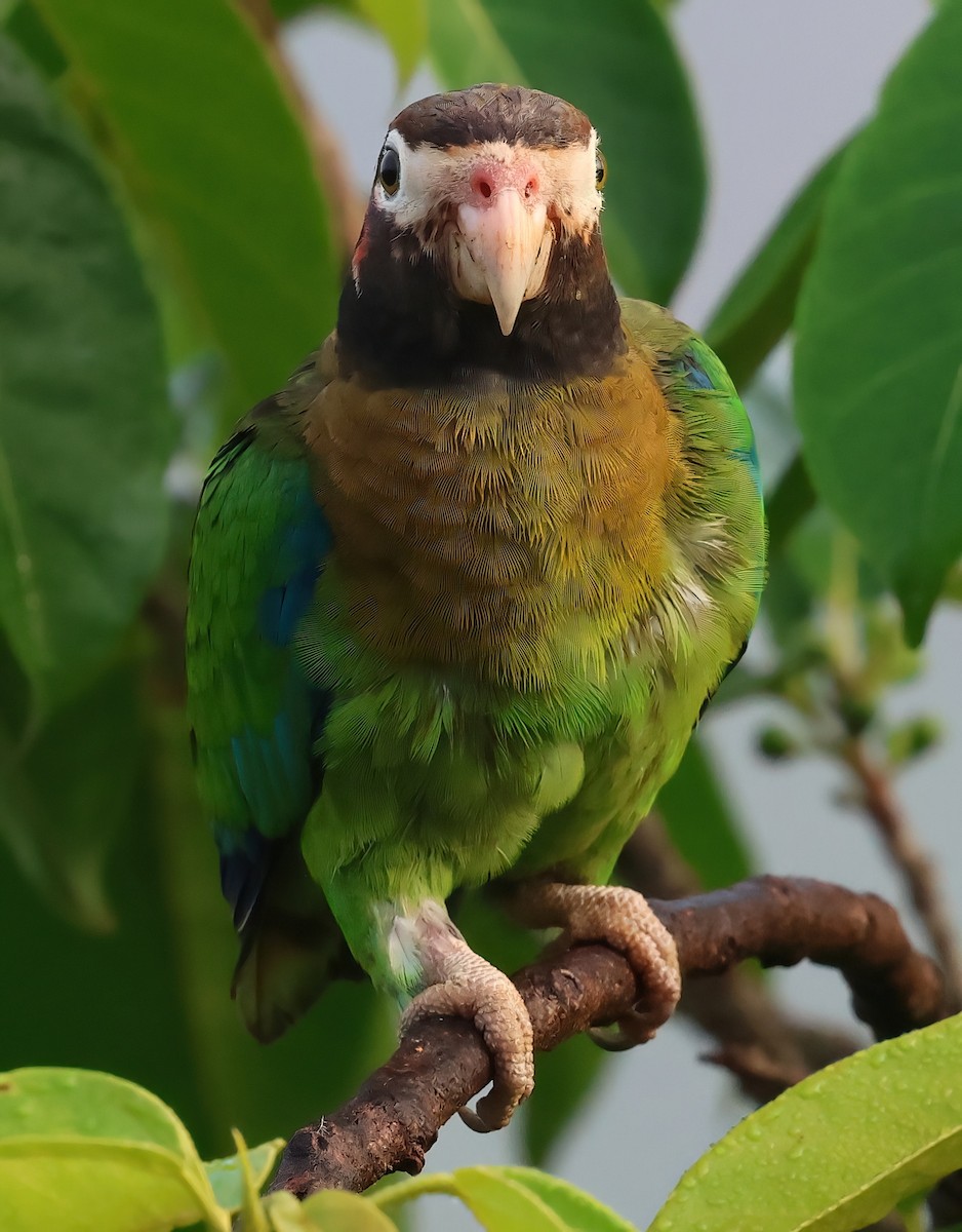 Brown-hooded Parrot - Sally Veach