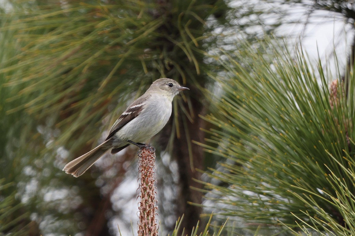 Hispaniolan Elaenia - ML618667167