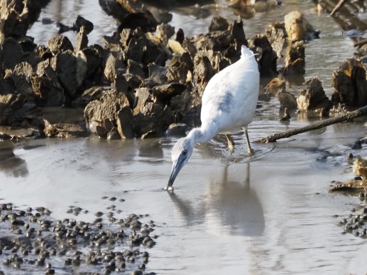 Little Blue Heron - ML618667251