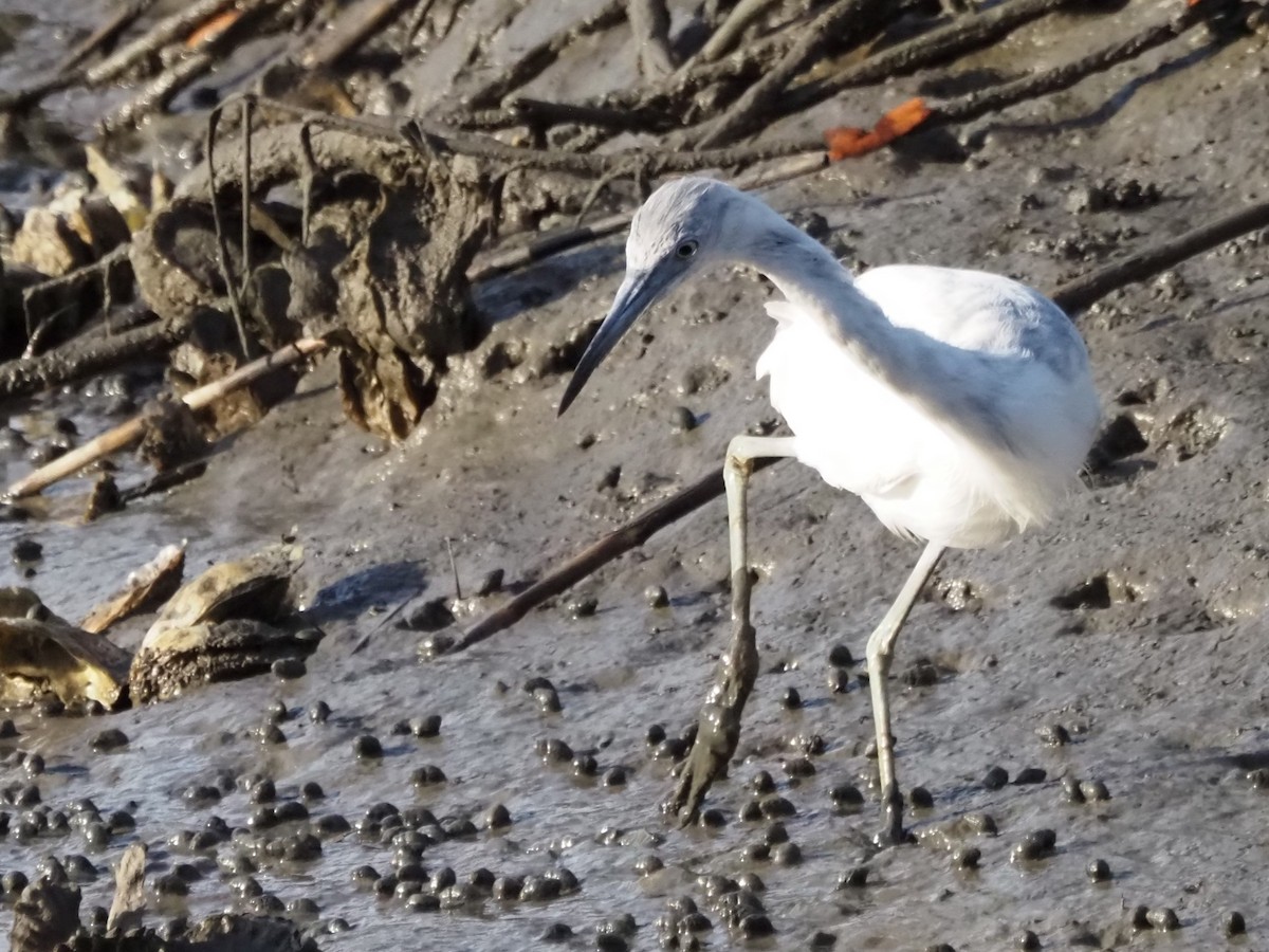 Little Blue Heron - ML618667253