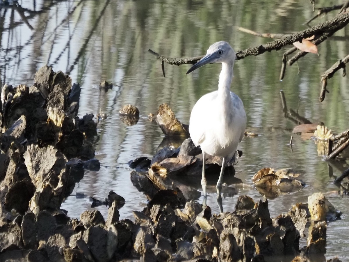 Little Blue Heron - ML618667255