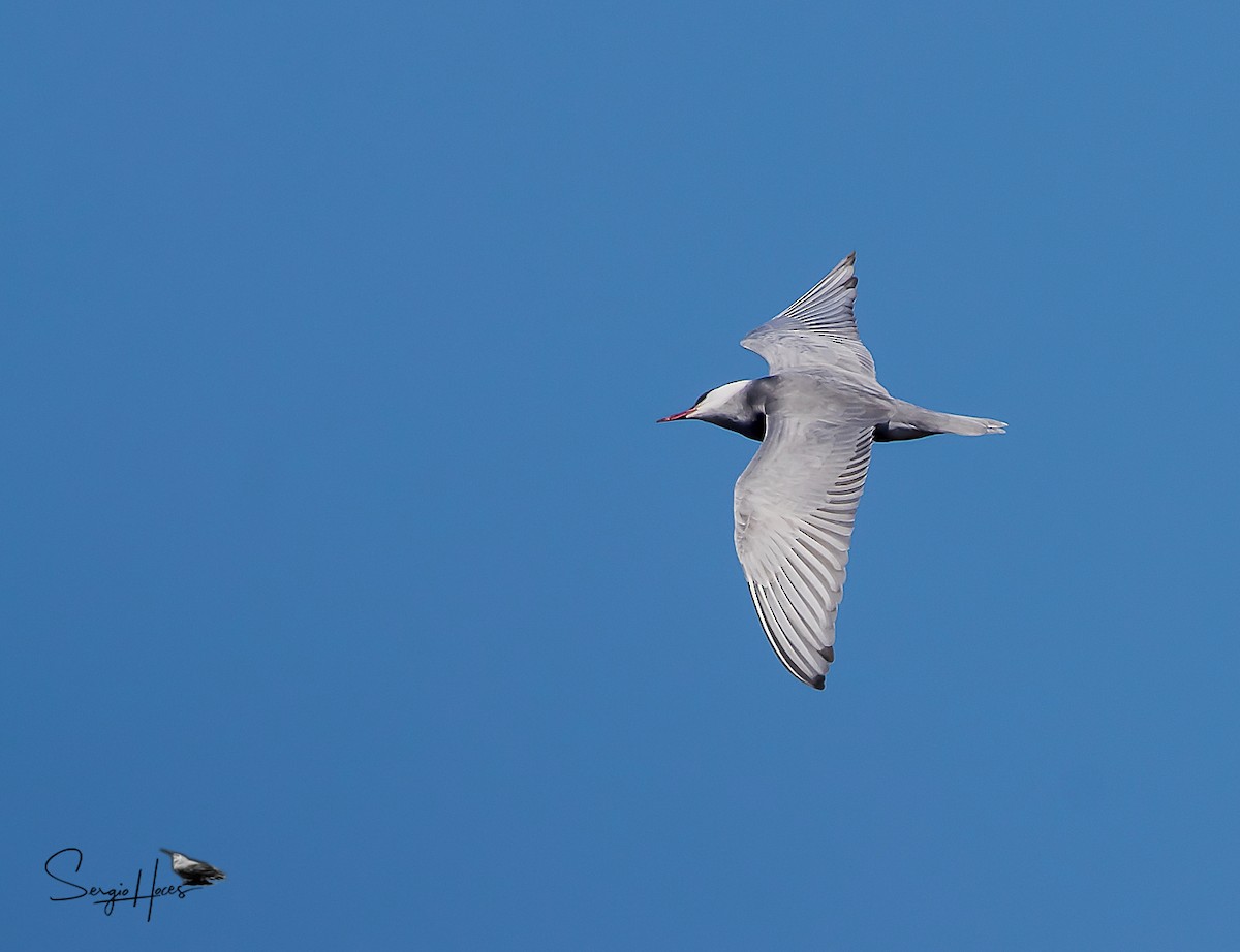 Whiskered Tern - ML618667268