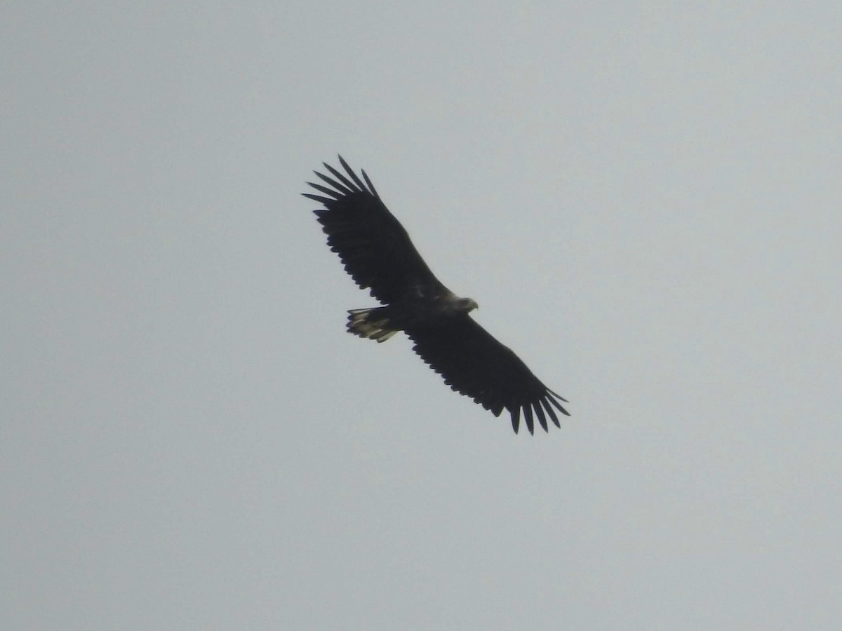 White-tailed Eagle - ML618667298