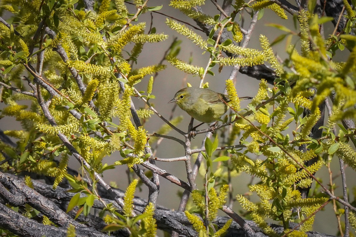 Orange-crowned Warbler - Laura Sheets