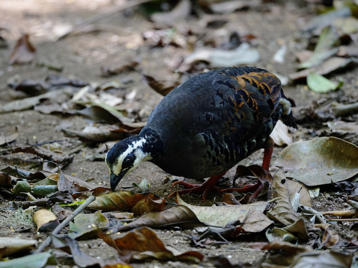 Gray-breasted Partridge - ML618667338