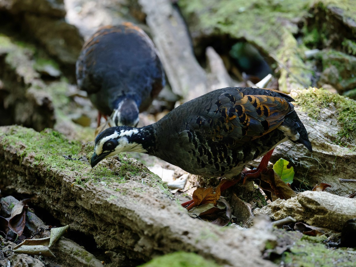 Gray-breasted Partridge - Oleg Chernyshov