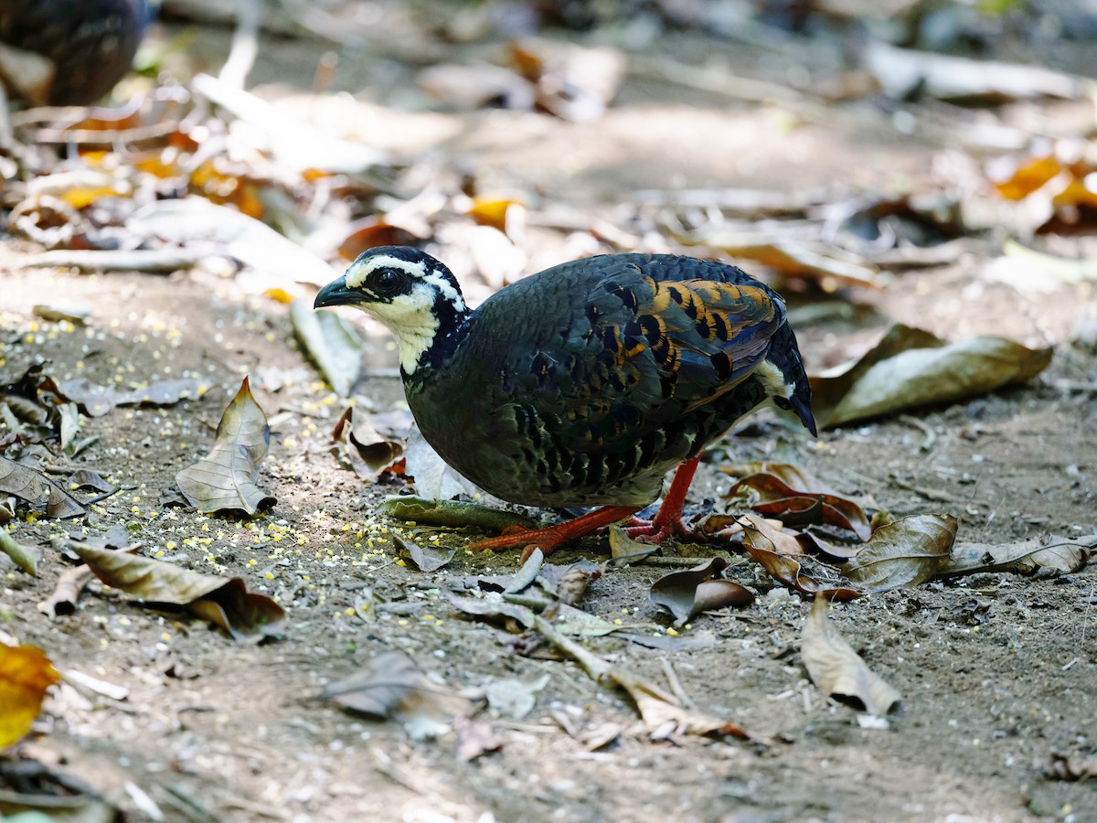 maskehøne - ML618667342