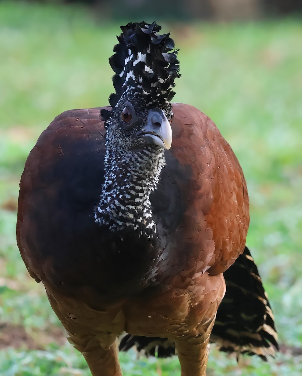 Great Curassow - Sally Veach