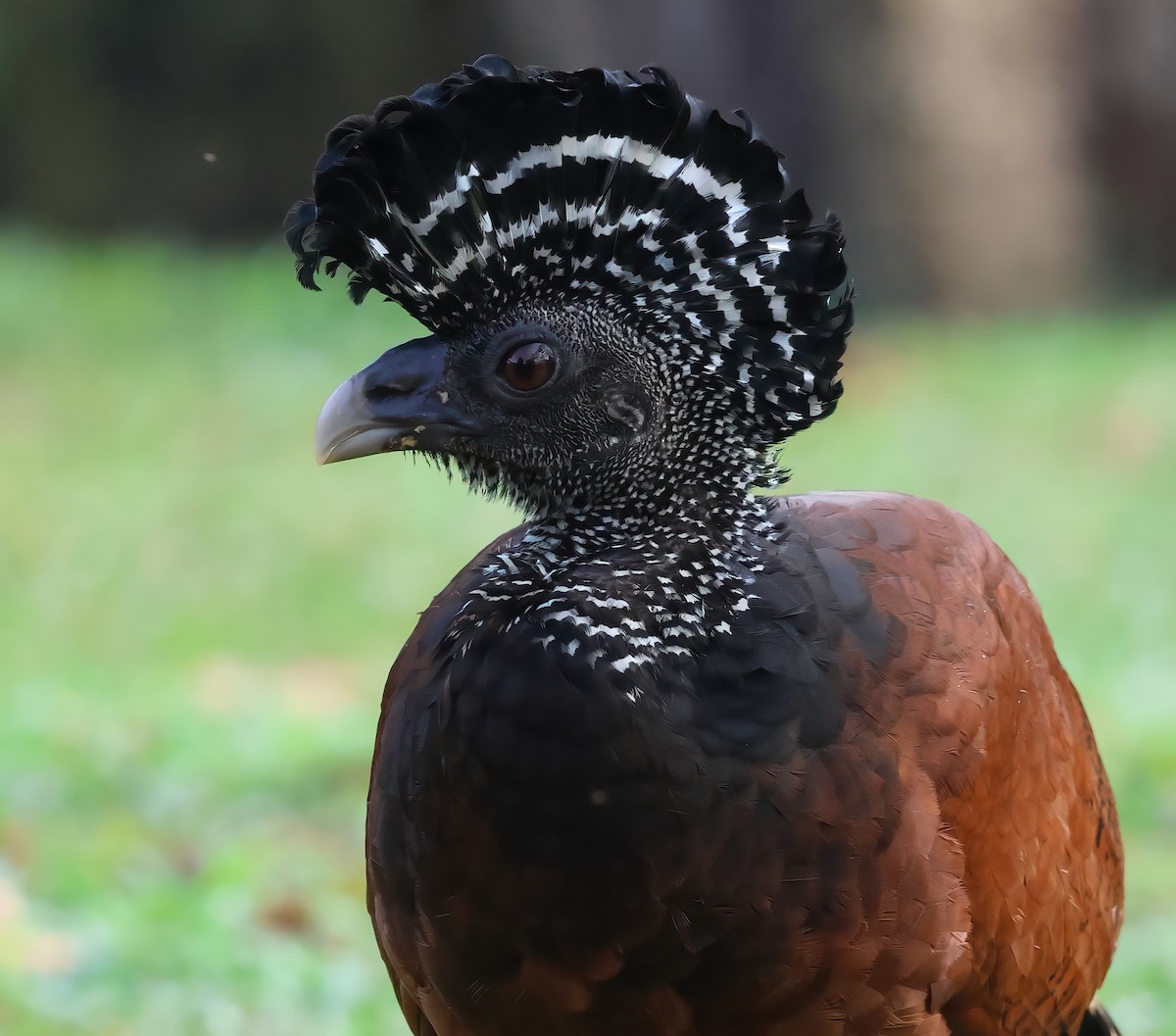 Great Curassow - Sally Veach