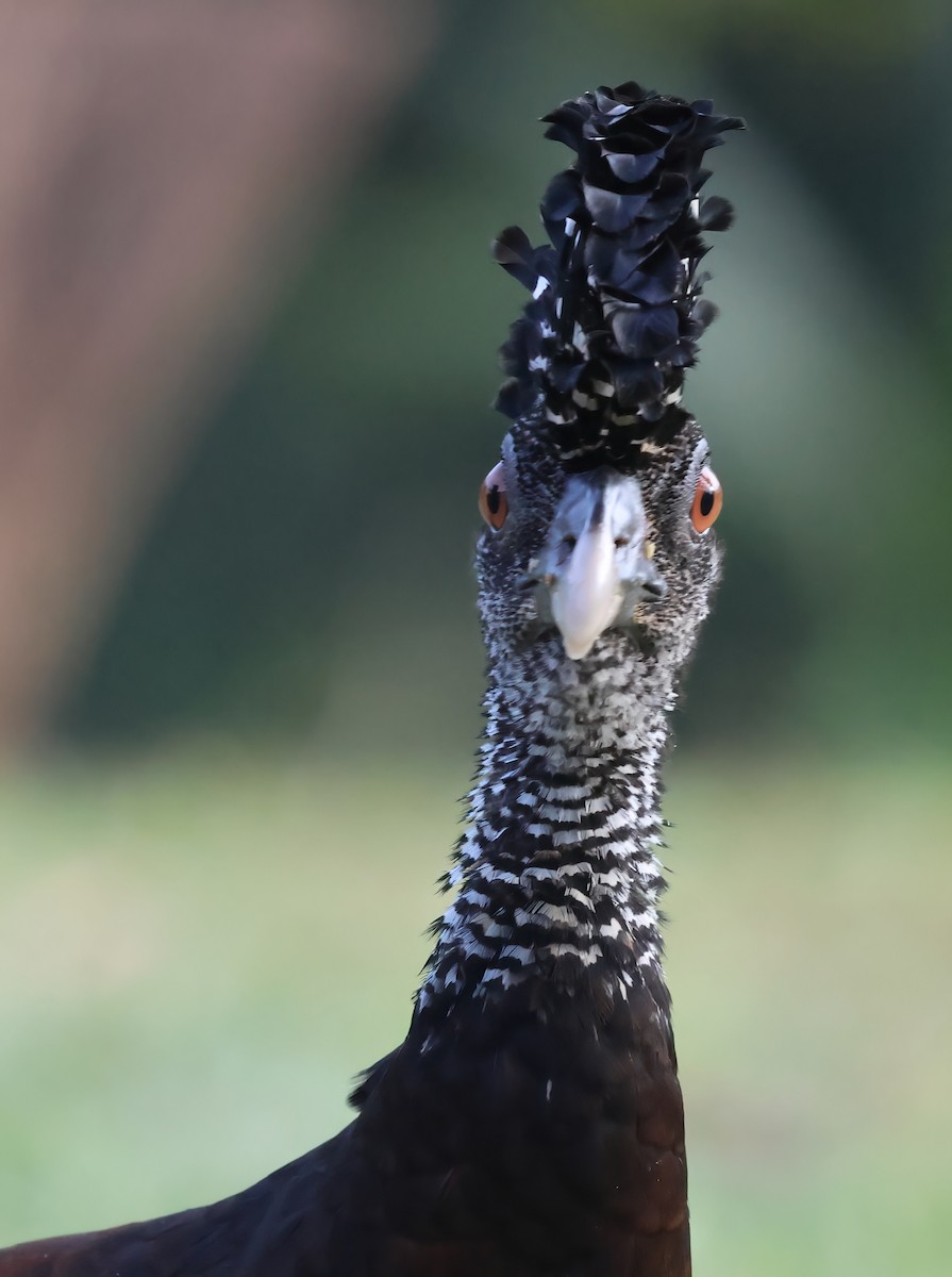 Great Curassow - Sally Veach