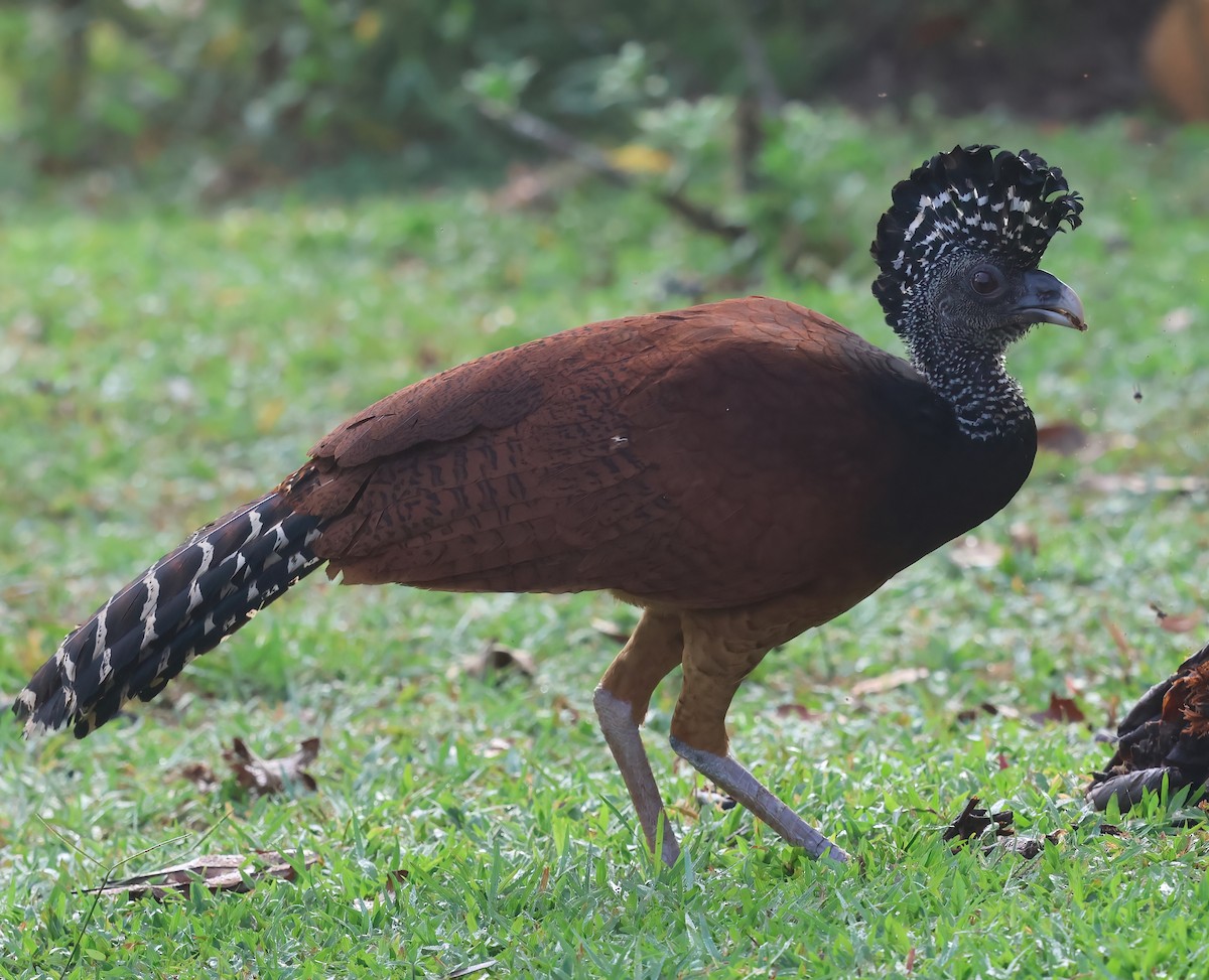 Great Curassow - Sally Veach