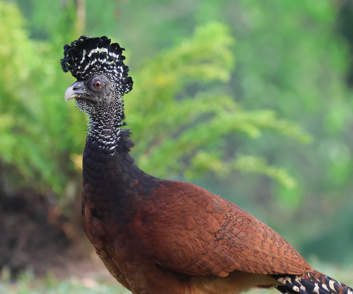 Great Curassow - Sally Veach