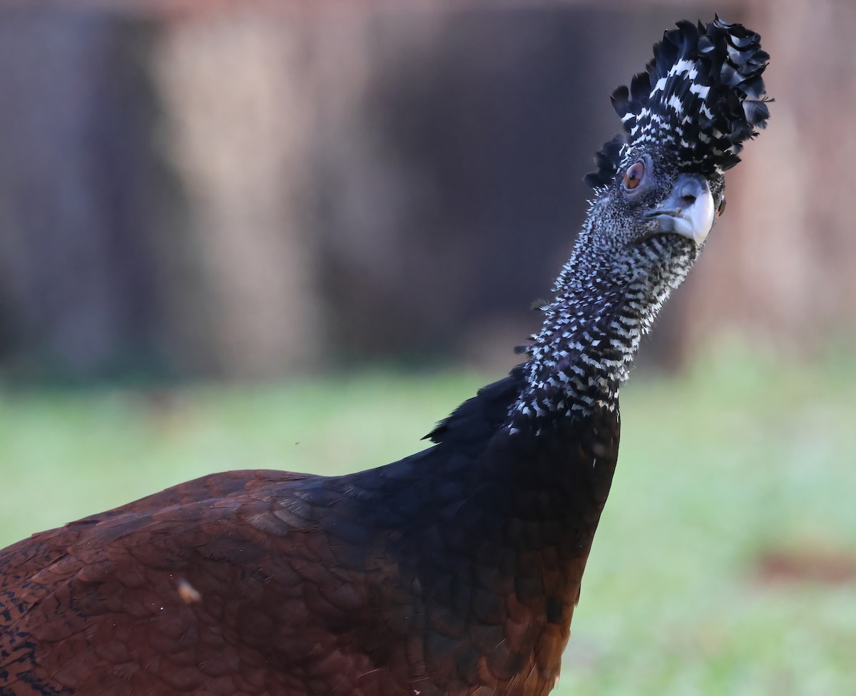 Great Curassow - Sally Veach