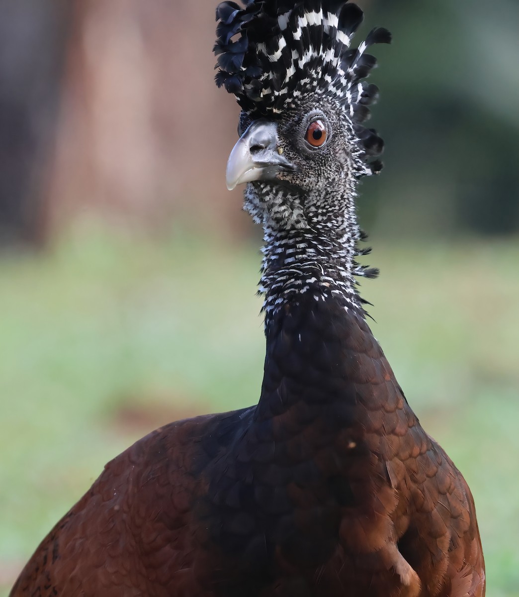 Great Curassow - Sally Veach