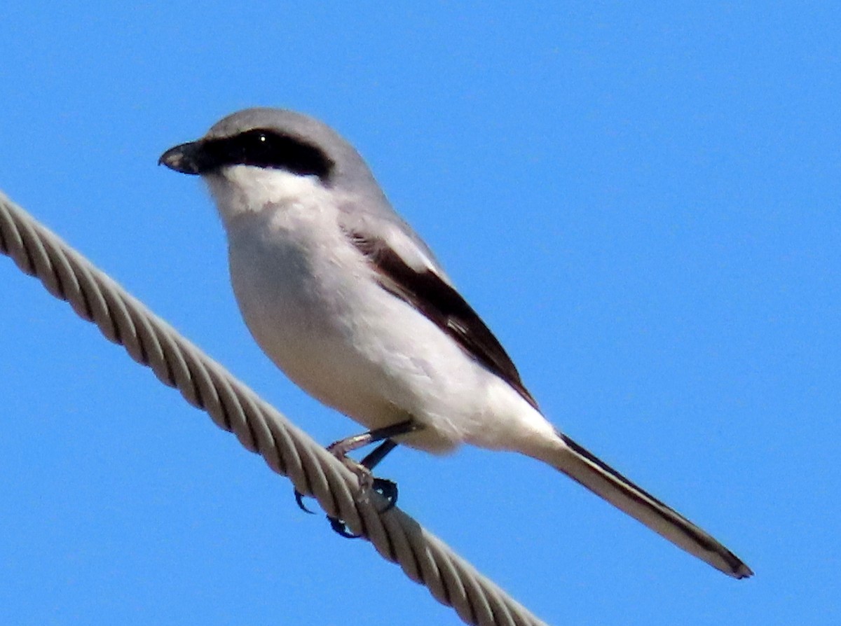 Loggerhead Shrike - Jon G.