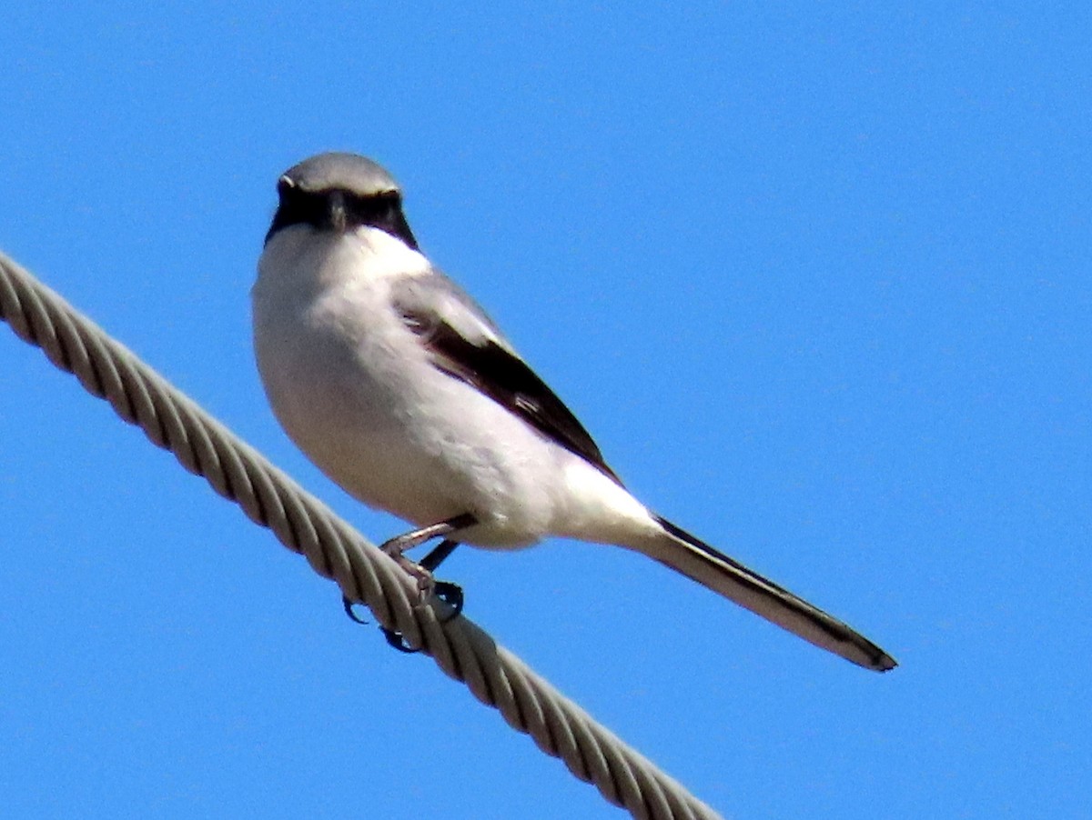 Loggerhead Shrike - Jon G.